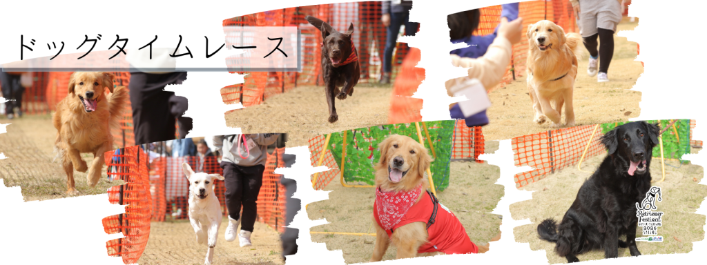 ドッグタイムレース
