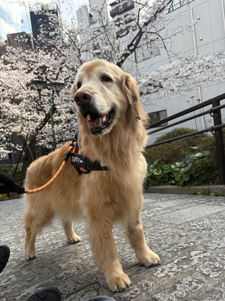 ダッフィーくん