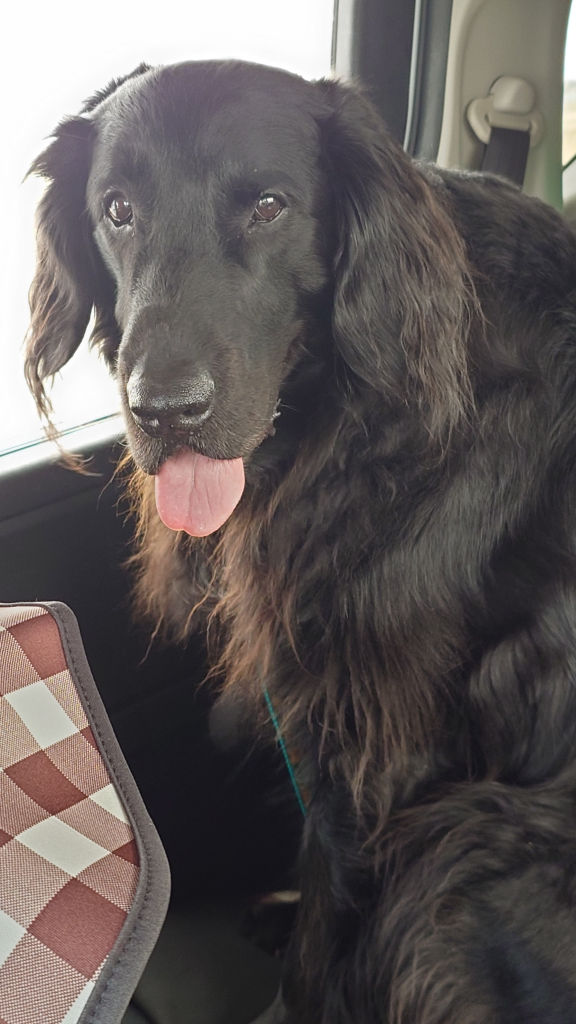 バ−ディ−くん