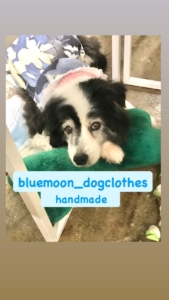 bluemoon dogclothes